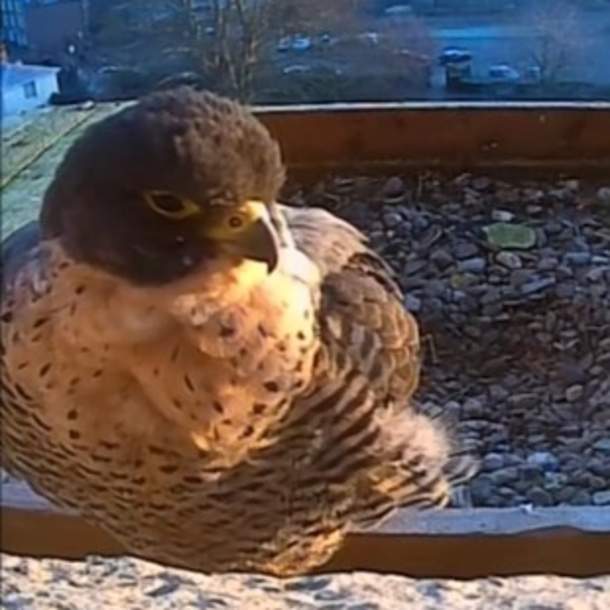Peregrine Day