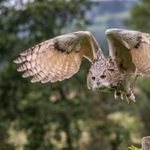 Cotswold Falconry Centre