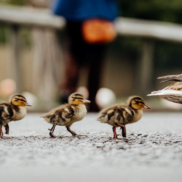 Spring Wildlife Photography