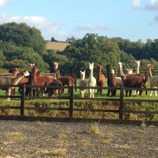 Cotswold Alpacas