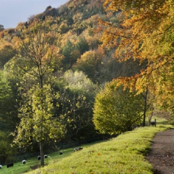 Woodchester Park (National Trust)