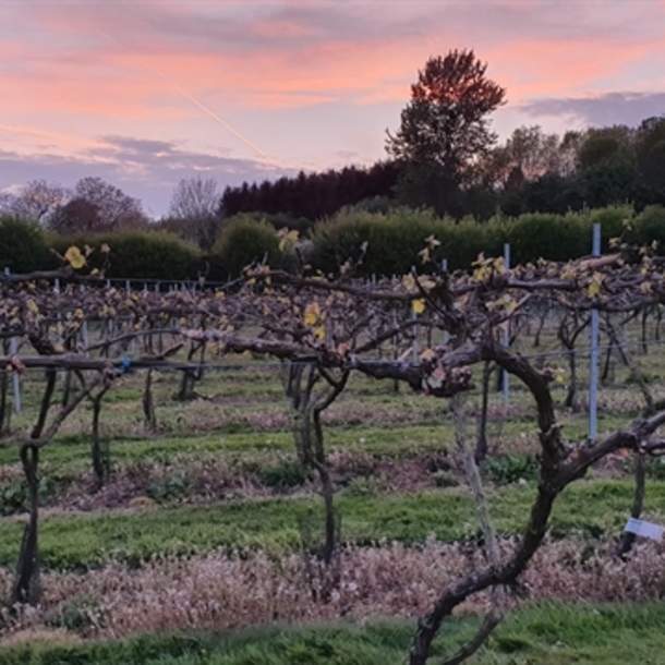 Little Oak Vineyard