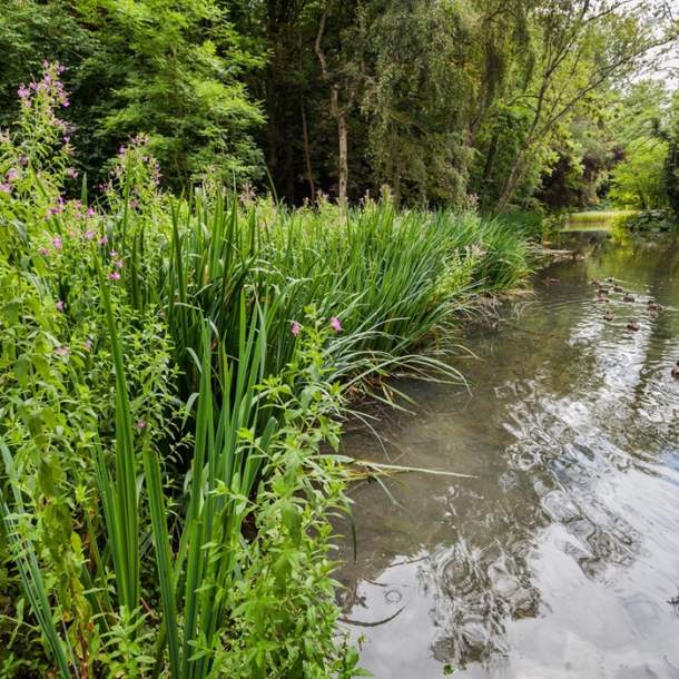 Wychwood Wild Garden