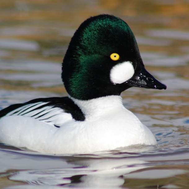 Wildlife Photography for Beginners