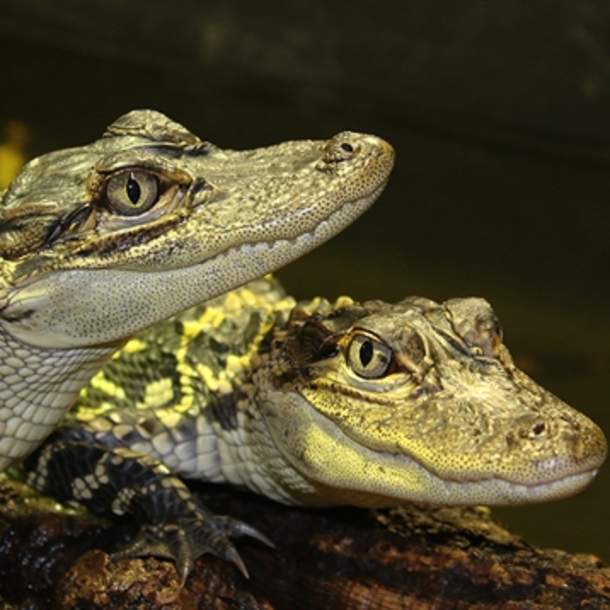 Crocodiles of the World