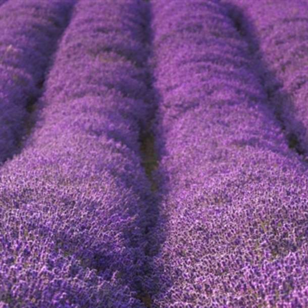 Cotswold Lavender