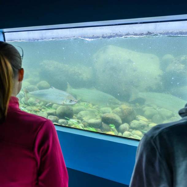 Aqua - Wild Salmon Centre and sportsfishing musum