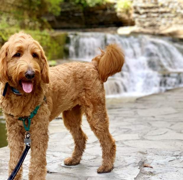 A Pet-Friendly Guide to Ithaca NY