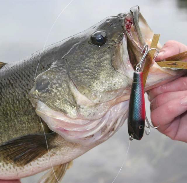 Topwater Bass Basics