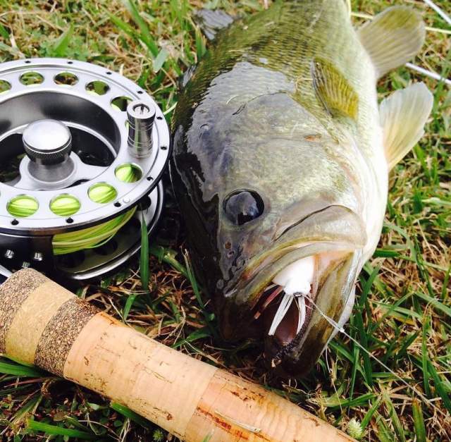 Warm Water Fly-fishing Workshop