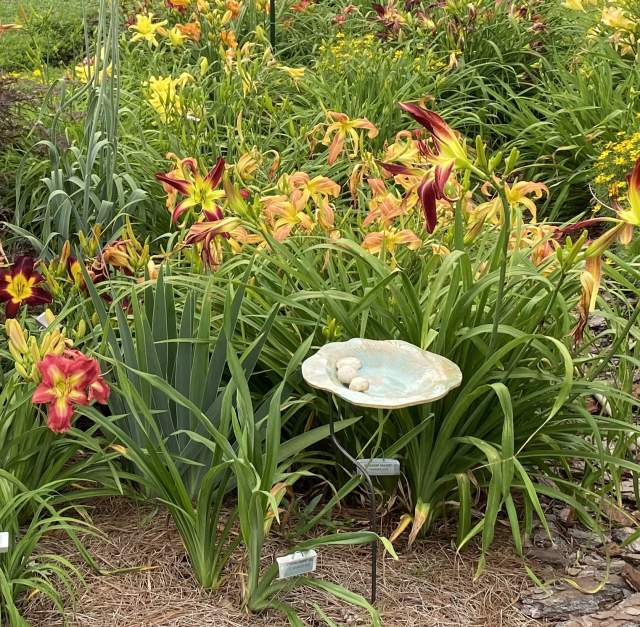 Daylily Propagation Workshop