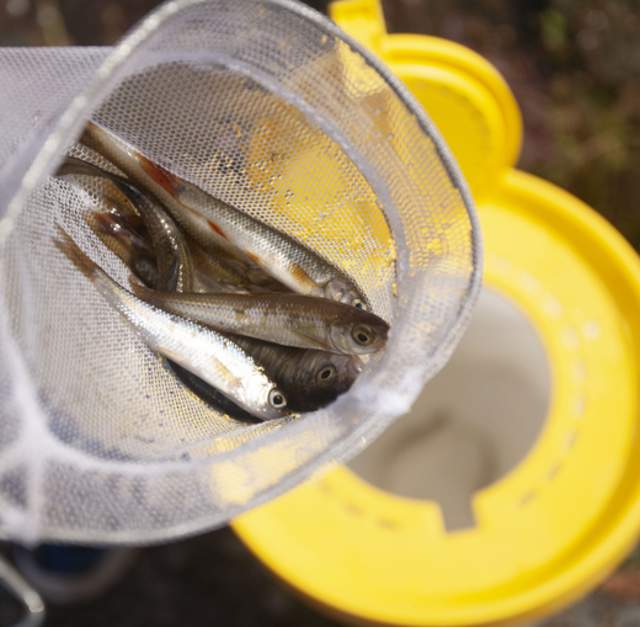Bass Eat...Shiners Camp