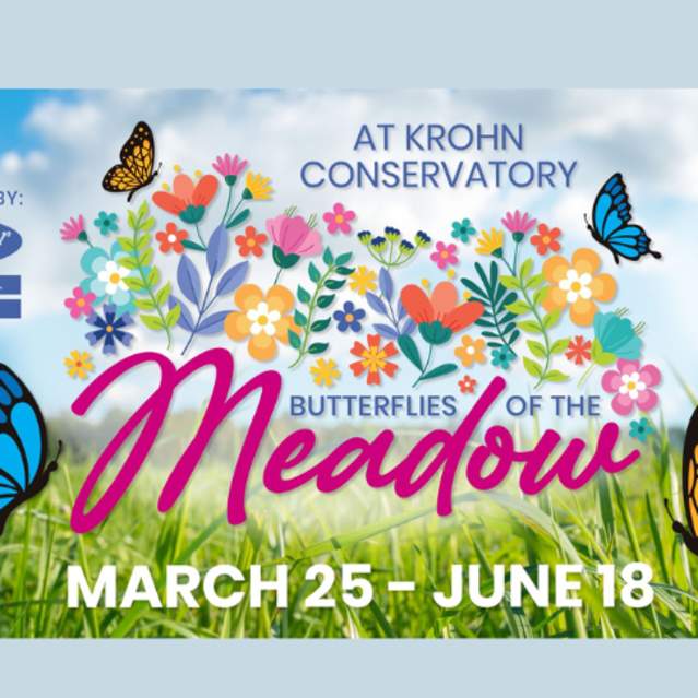 Butterflies of the Meadow