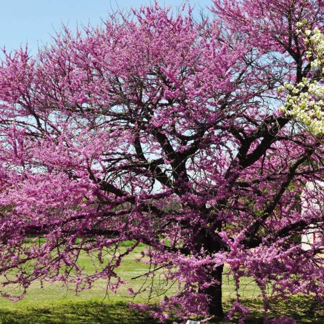 The University of Tennessee Gardens
