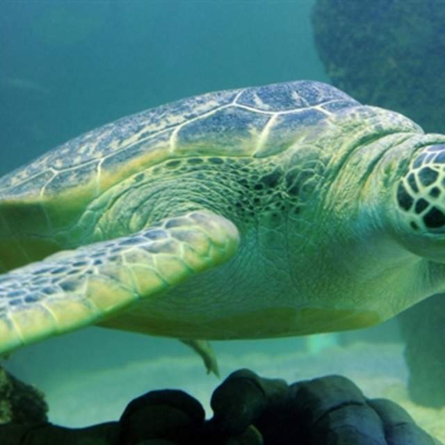 Summer Savings at SEA LIFE Manchester