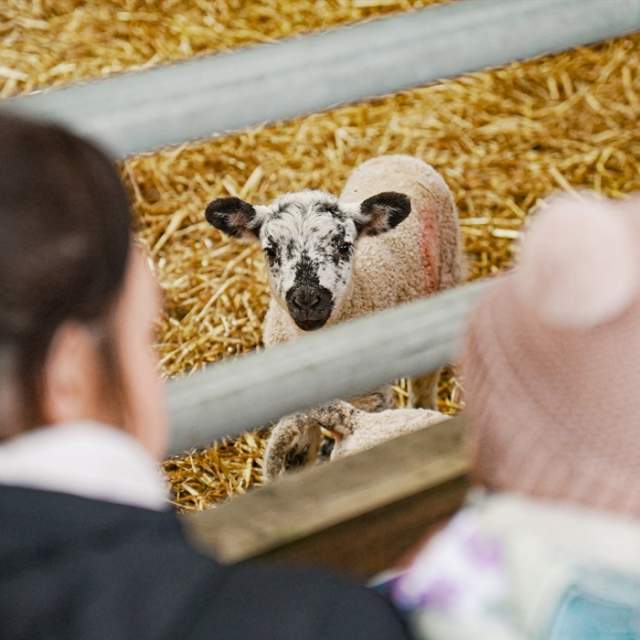 Cockfields Farm