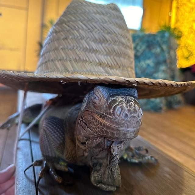 Wild West comes to Cockfield's