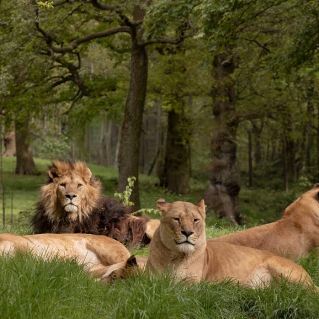 Knowsley Safari