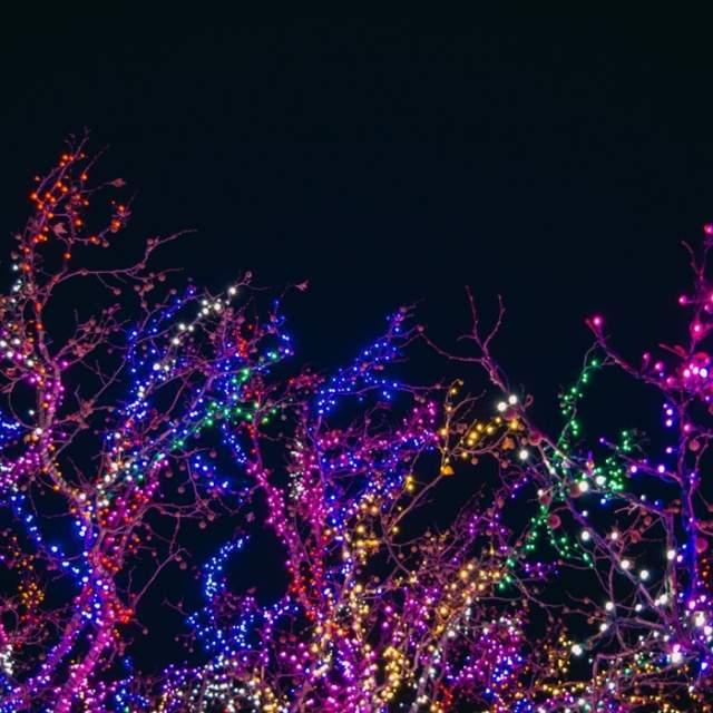 Luminate: Arley Hall Gardens Winter Light Trail