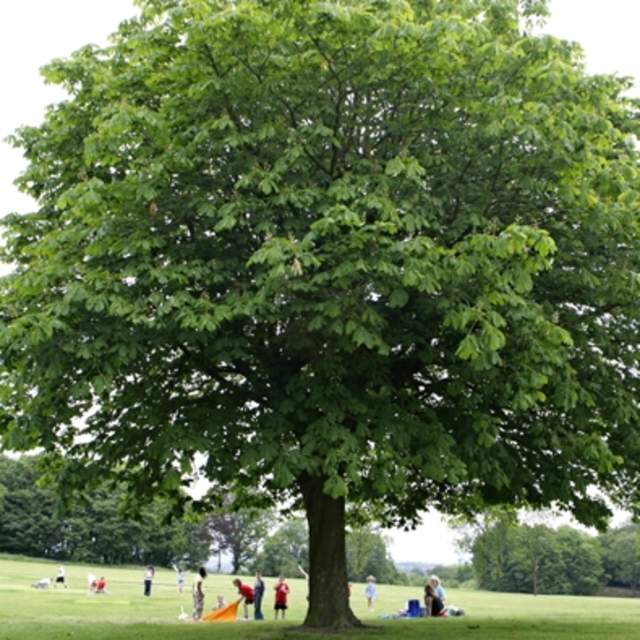 Peel Park
