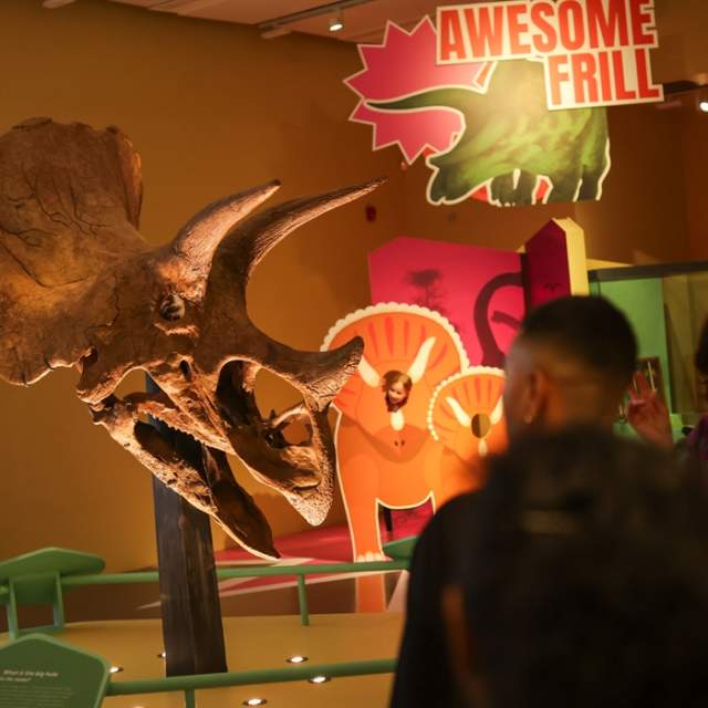 Triceratops: Eat, Roam, Repeat