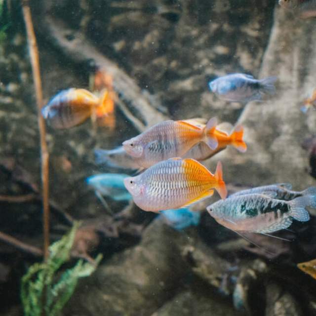 Dingle Oceanworld Aquarium