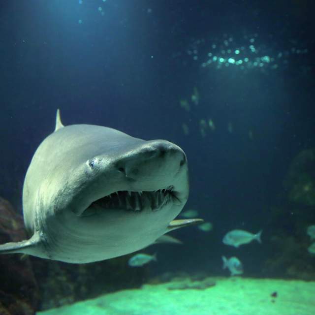 Dingle Oceanworld Aquarium