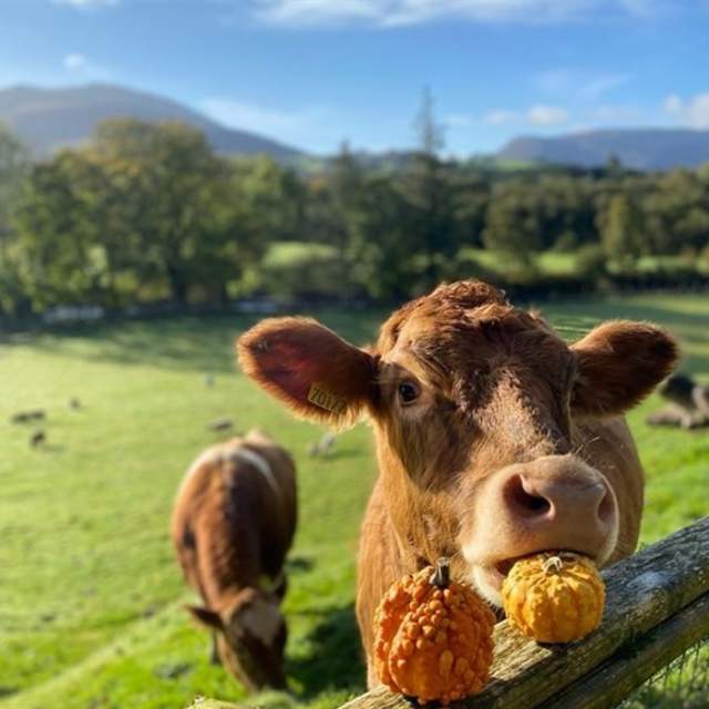 Kennedy’s Pet Farm