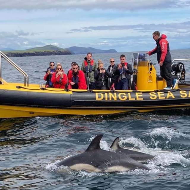 Dingle Sea Safari
