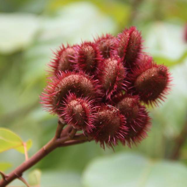 Jamaica’s Rare and Endemic Species—and Where You Can Find Them