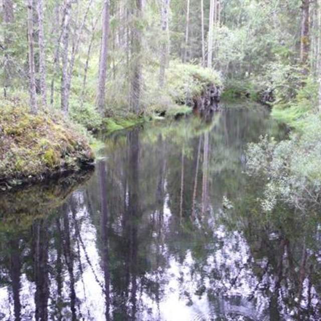 Fra hytte til hytte i Ulveholtet