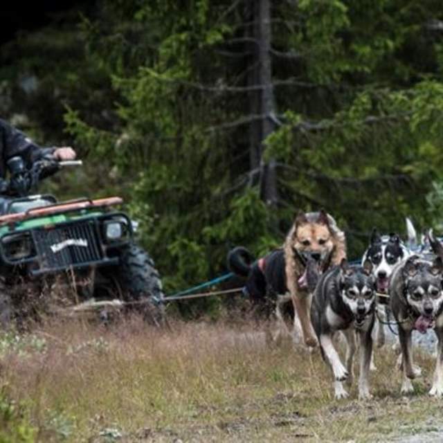 Hundekjøring med Hundefolket på Teppa