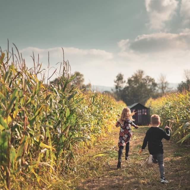 Rogate Pumpkin Patch