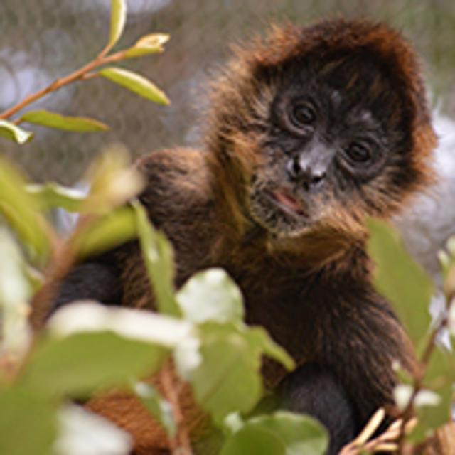 Chattanooga Zoo, 50% off adult admission.