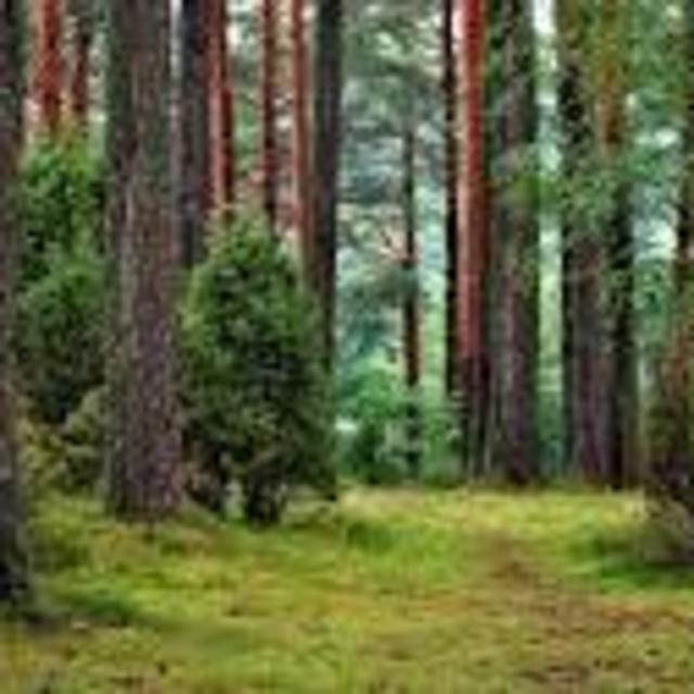 Northern Highland American Legion State Forest