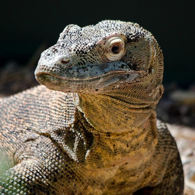 Phoenix Zoo/Arizona Center for Nature Conservation - Phoenix AZ, 85008 Phoenix Zoo/Arizona Center for Nature Conservation - Phoenix AZ, 85008