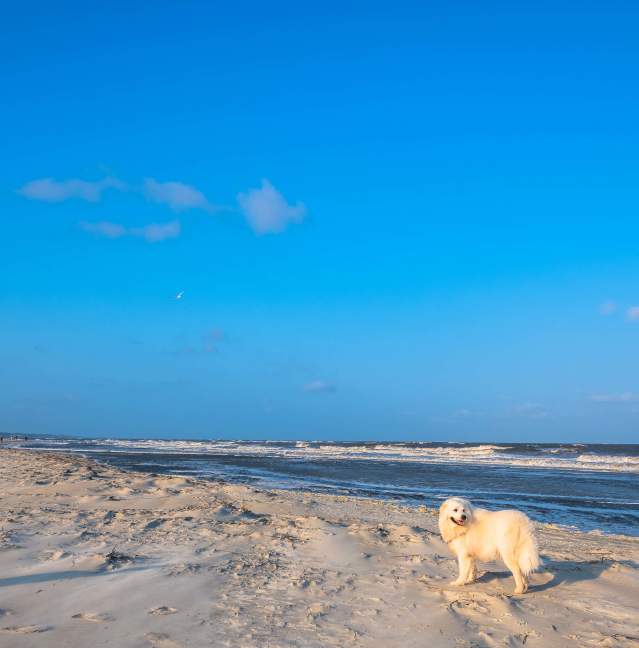 4 Pet-Friendly Activities in the Golden Isles