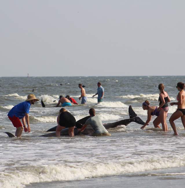 Pilot Whales Surface on St. Simons Island