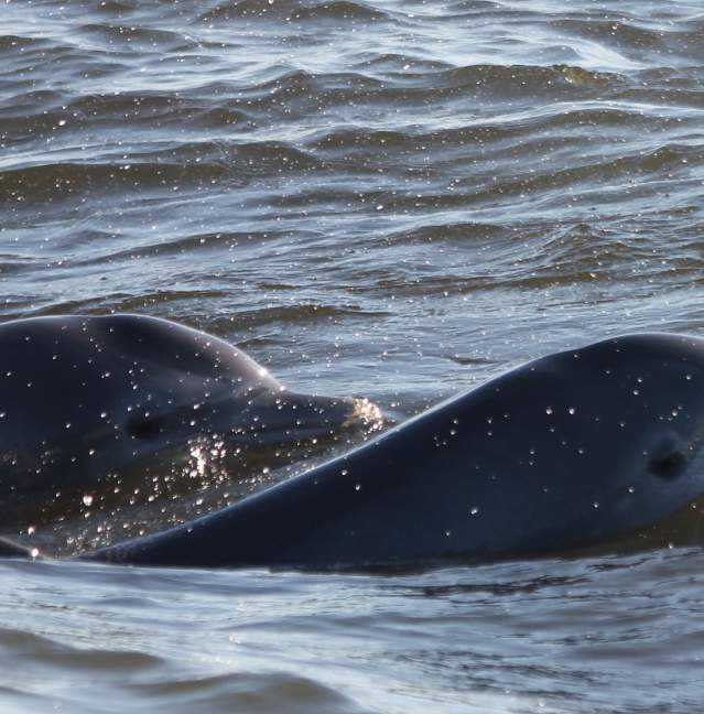 Where to See Dolphins and Sea Turtles
