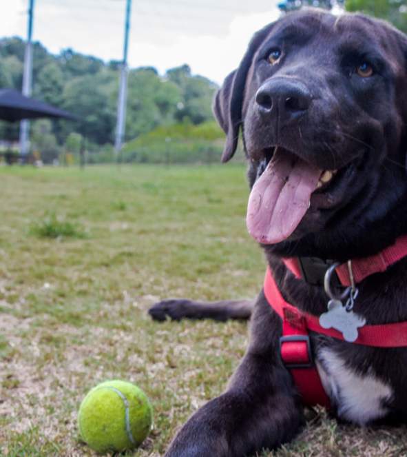 Morgan Falls River Park/Dog Park