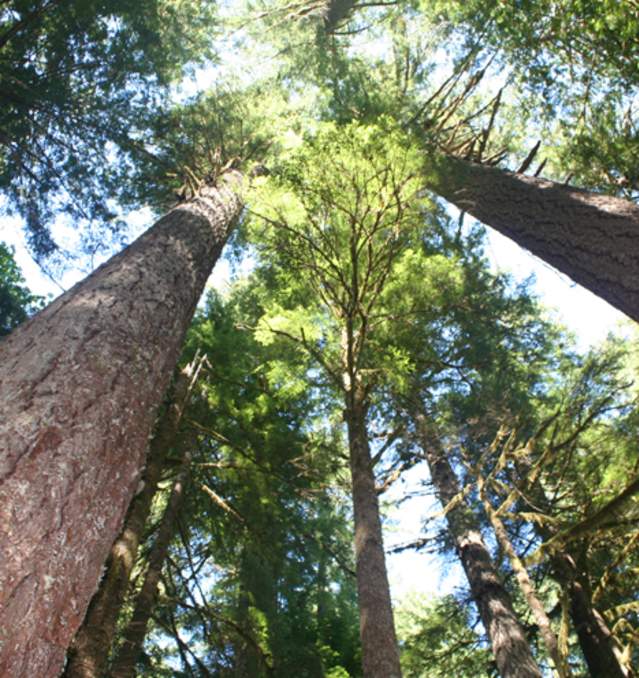 2023 Oakridge Tree Planting Festival