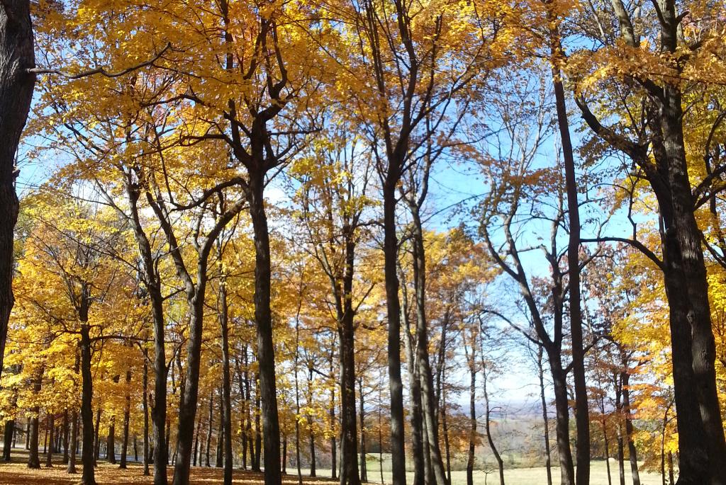 Brigham County Park