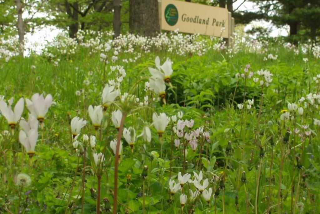 Goodland Park 1