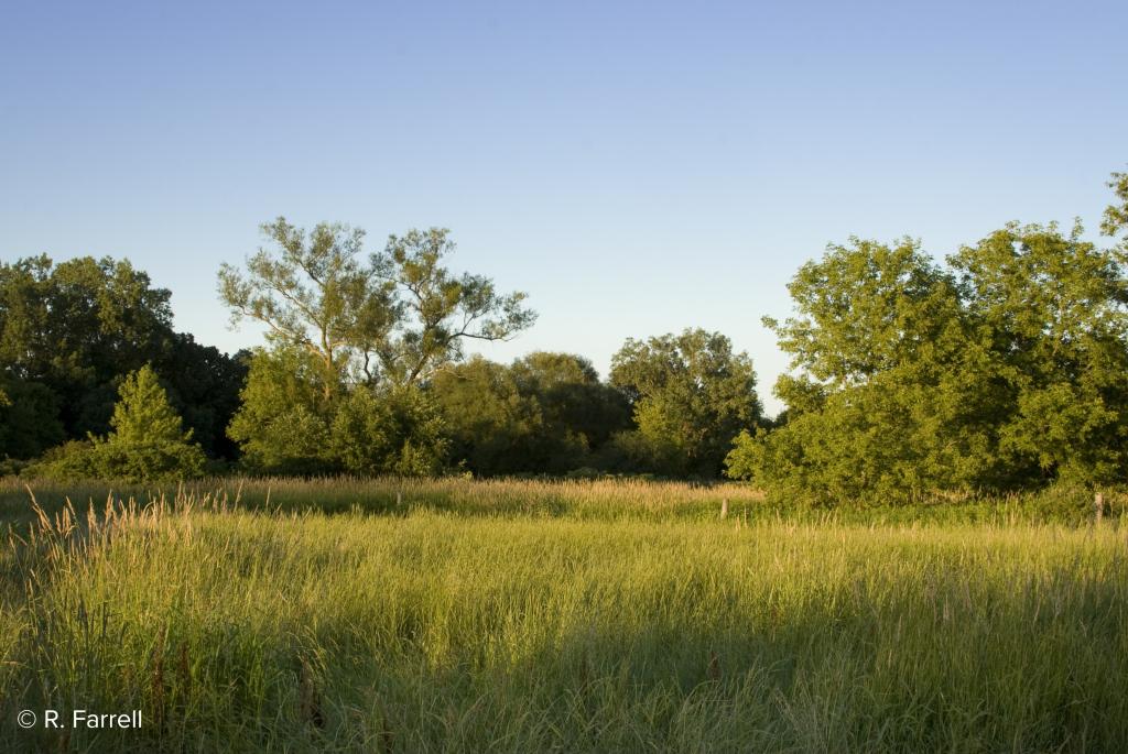 North Mendota Prairie