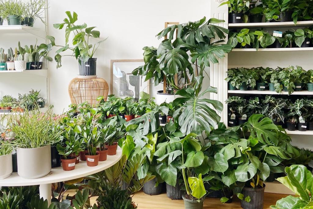 Plants