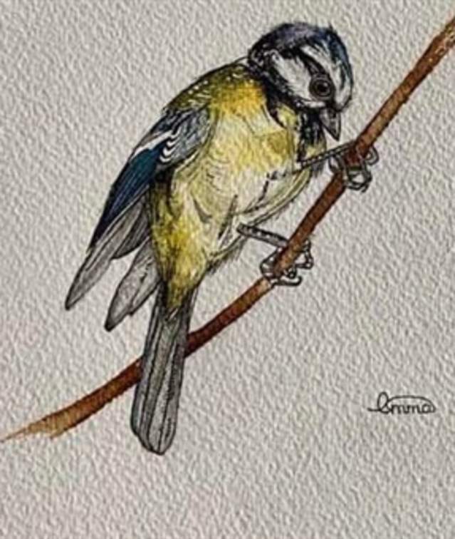 Nature & Botanical Art Exhibition by Emma O'Keefe