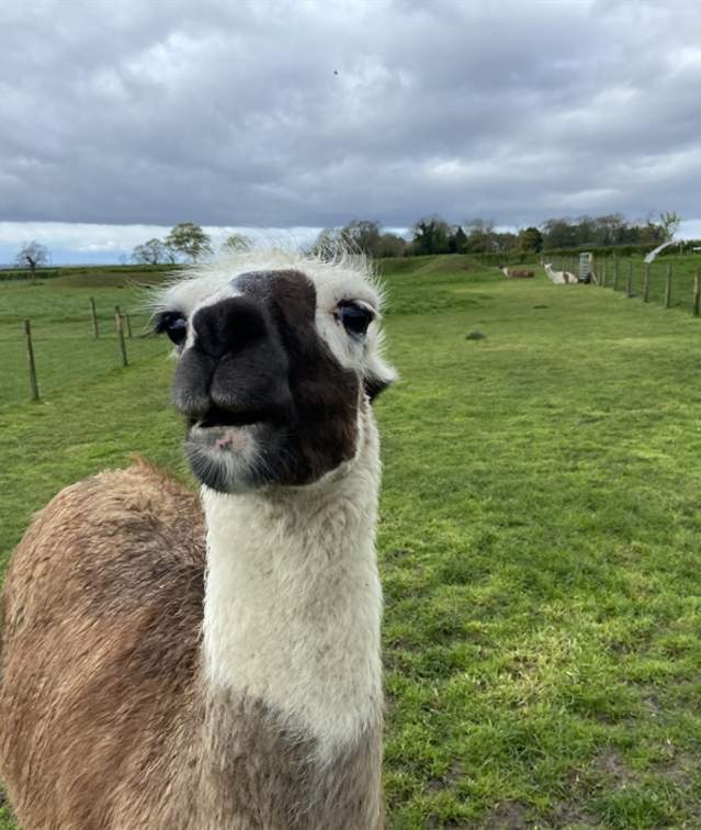 Easter at Hall Farm Park