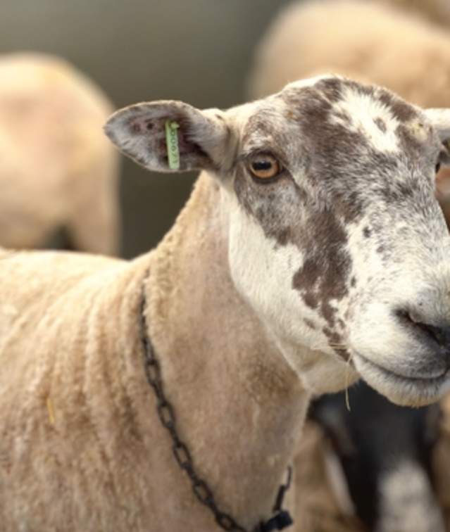 The Lincolnshire Show 2026