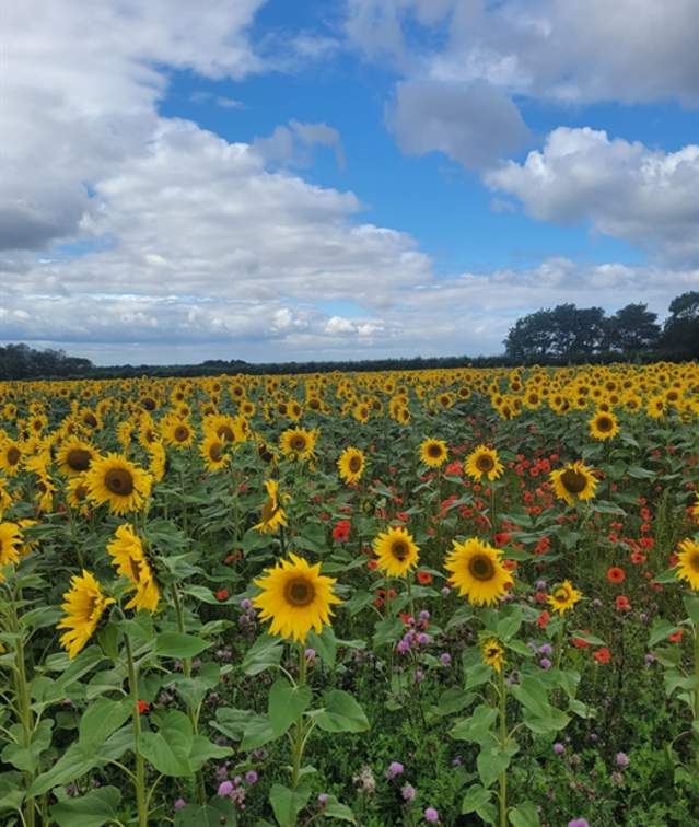 Stourton Sunflowers