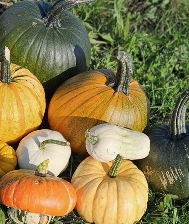PYO Pumpkins at Grange Farm